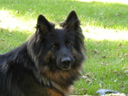 honden foto van aleksander en encha