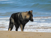 honden foto van Corine