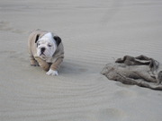 honden foto van Yolanda, Bonny & Clyde en Hummer