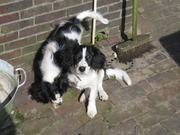 honden foto van Laura Minten