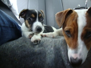 honden foto van Kwekkie