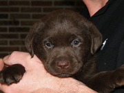 honden foto van Hetty