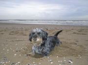 honden foto honden foto van Rachel