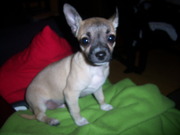 honden foto honden foto van Kimberly