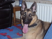 honden foto van Arie
