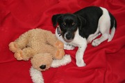 honden foto honden foto van Lisette