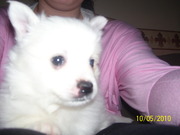 honden foto van Samantha