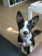 honden foto van Berry, Manon & Lizzy