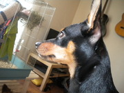 honden foto van Iris_89