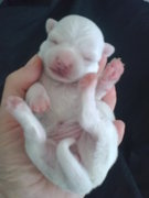 honden foto van  a1 de belle allure 