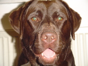 honden foto van Marlou