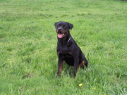 honden foto van mayke