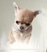 honden foto van chihuahuakennel Od Kajtek