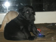 honden foto van emmatje