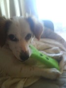 honden foto van sarah