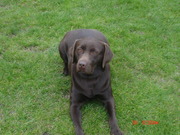 honden foto honden foto van justine