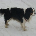 honden foto van Annemarie Mannaerts