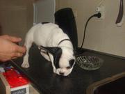 honden foto van Laura en Erik