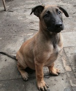 honden foto van Jolanda