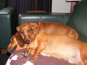 honden foto van mieke