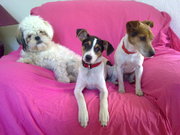 honden foto van Ronja