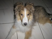 honden foto van Kenjy & Lucky