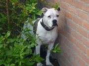 honden foto van abpuppies