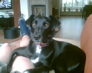 honden foto van Arno