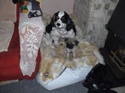 honden foto honden foto van nathalie