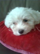 honden foto van sigi