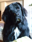 honden foto van newfy
