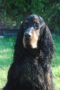 honden foto van FAM GEKIERE EN THE GRAZING LAND