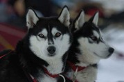 honden foto van anne-sophie