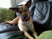 honden foto honden foto van Nathalie & Lilly!