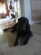 honden foto van gwen