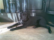 honden foto van Sandra Lemmens