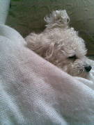 honden foto van Josje