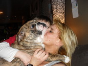 honden foto van nancy/BOULLIE