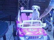 honden foto van Esther