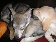 honden foto van marja