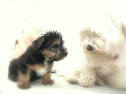 honden foto van Colin Kuiper