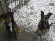 honden foto honden foto van Tessa&Rexy