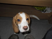 honden foto van Mira