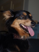 honden foto van Aafke