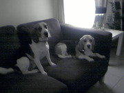 honden foto van miranda