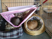 honden foto van ik en mijn woeffies