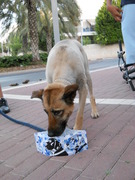 honden foto van hans visser