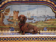 honden foto van Ruud