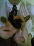 honden foto van Maren