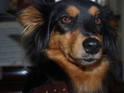 honden foto van Sara